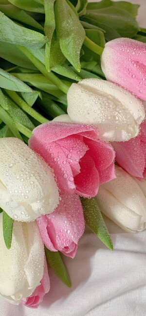 鲜花壁纸  郁金香壁纸