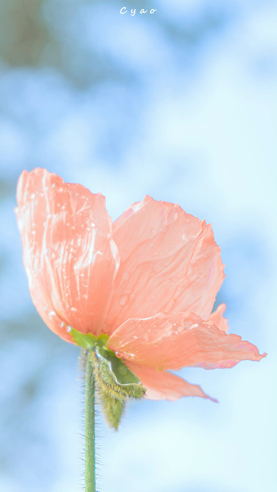 风传花信，雨濯春尘