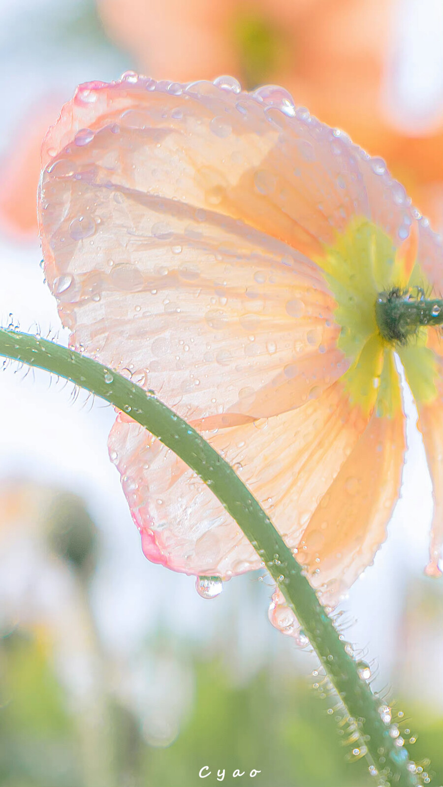 风传花信，雨濯春尘