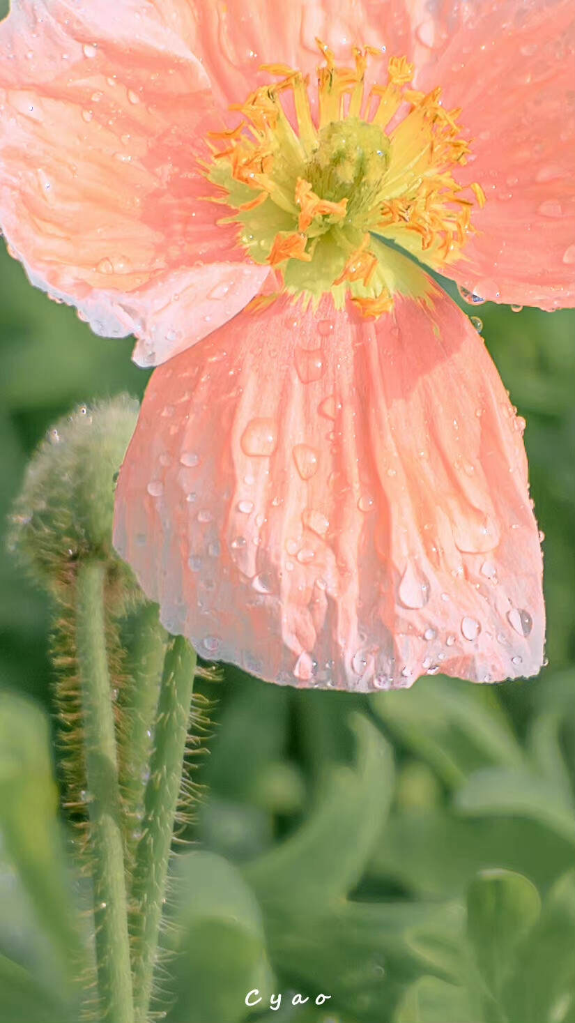 风传花信，雨濯春尘