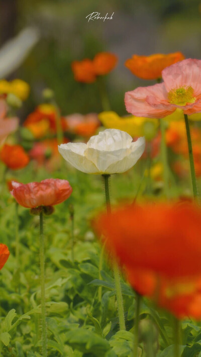 花卉