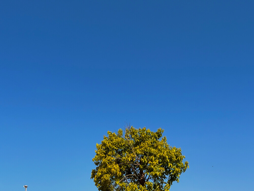 春野的寂寥