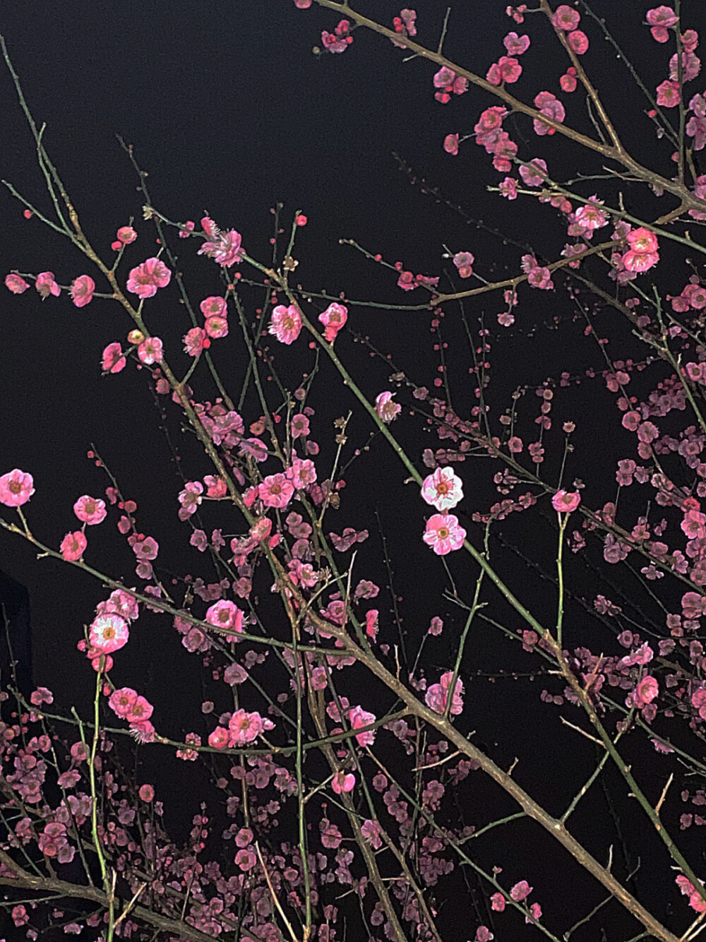 浪 漫
#朋友圈背景图# ​​​