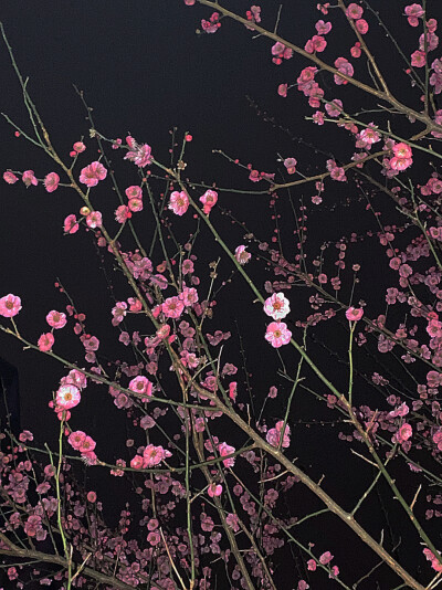 浪 漫
#朋友圈背景图# ​​​