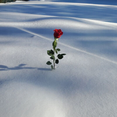 浪 漫
#朋友圈背景图# ​​​