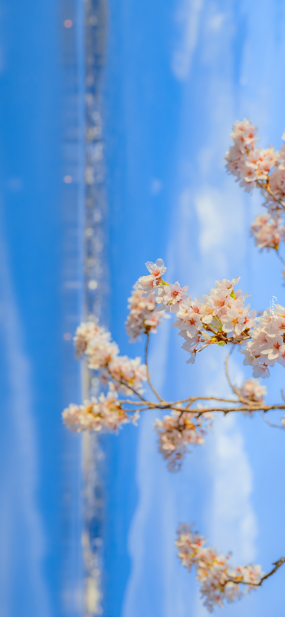 花都开好了