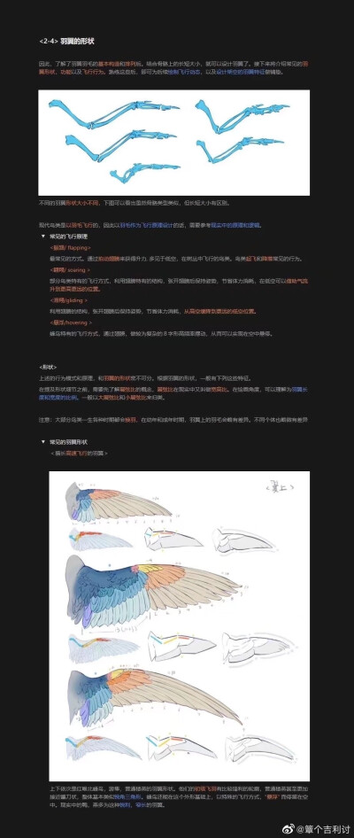 翅膀