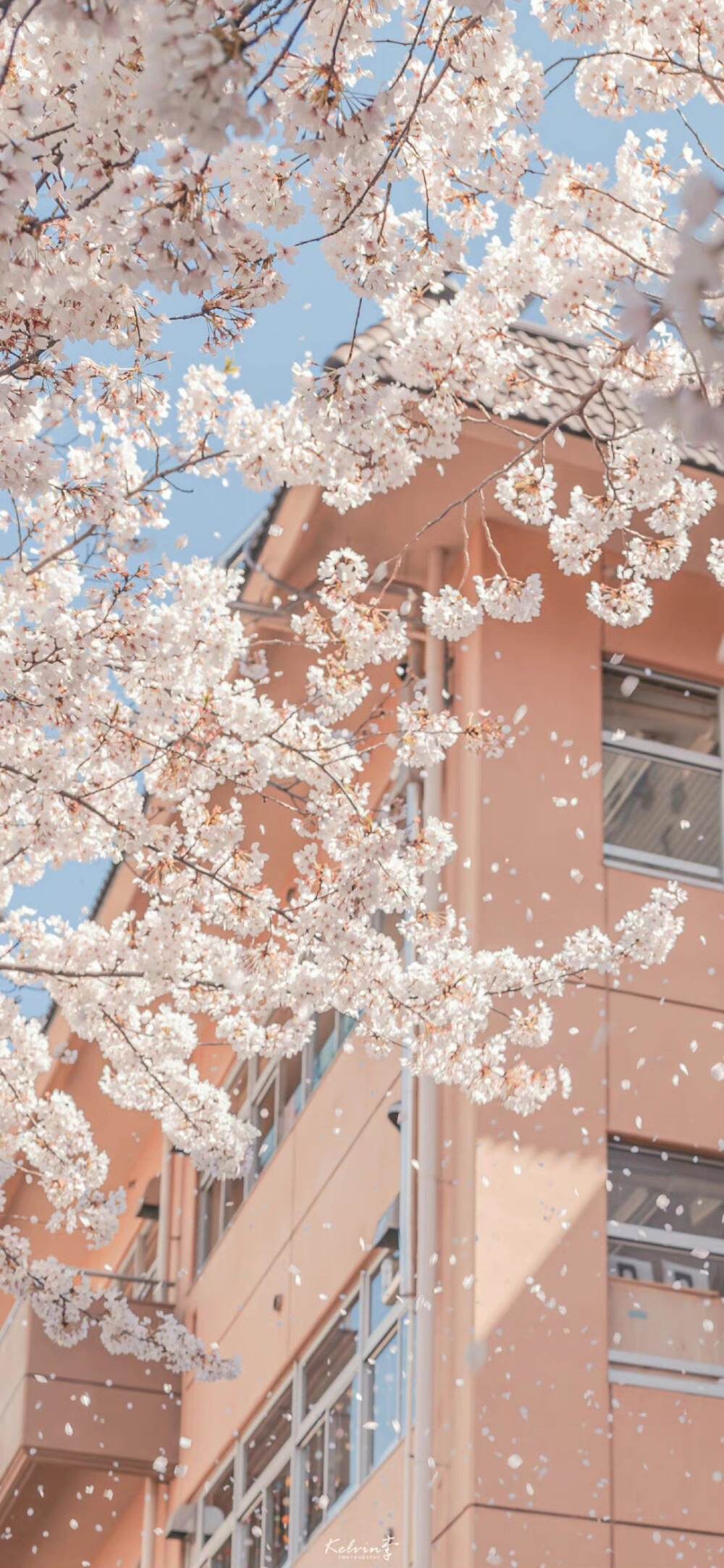 绿叶 花 春天 生机勃勃