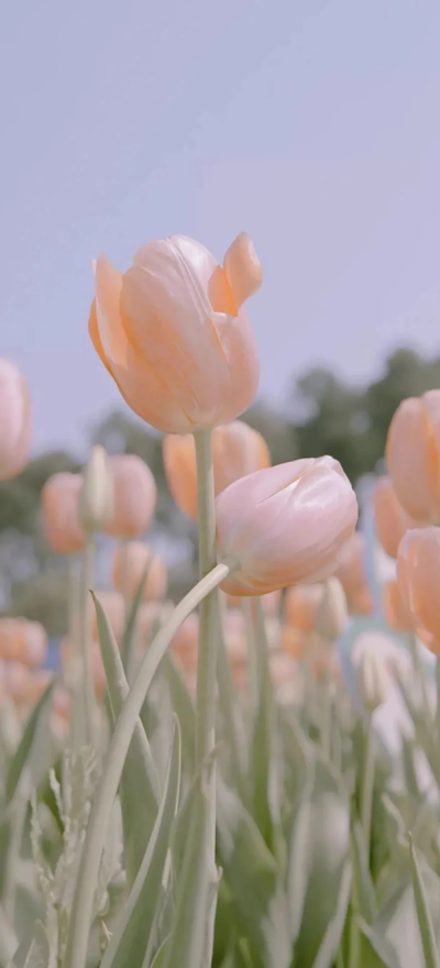 绿叶 花 春天 生机勃勃