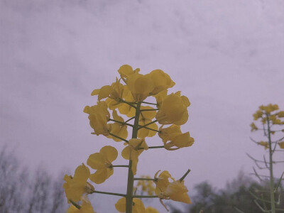 «油菜花»