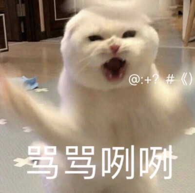 猫猫表情