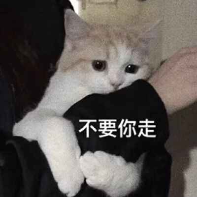 猫猫表情