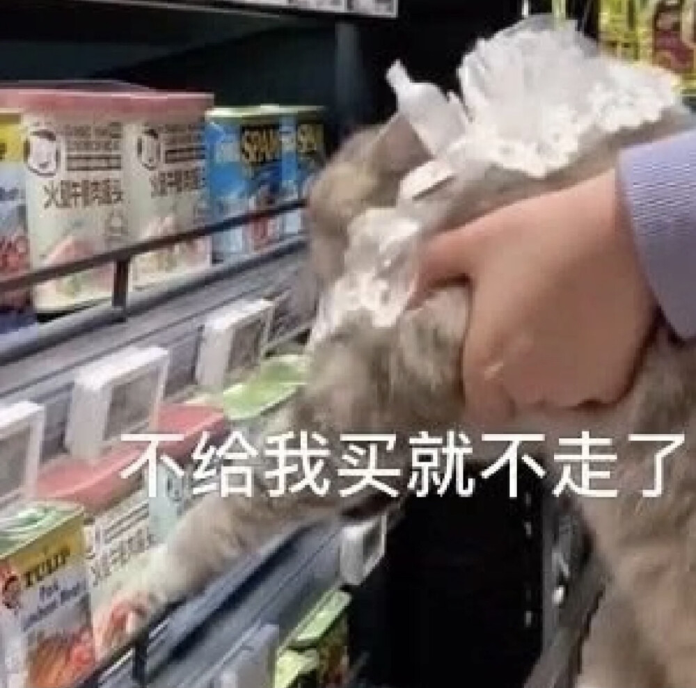 猫猫表情