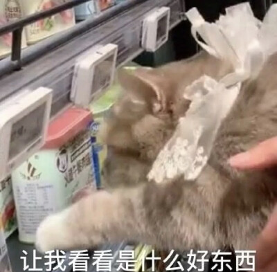 猫猫表情