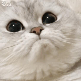 我喜欢的表情包