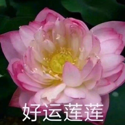 莲花头像