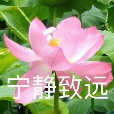 莲花头像