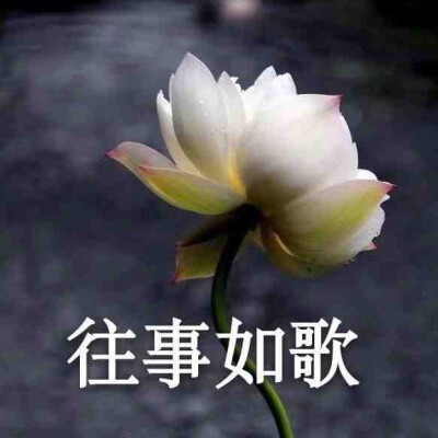 莲花头像