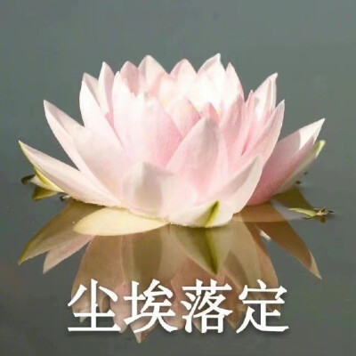 莲花头像