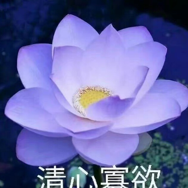 莲花头像