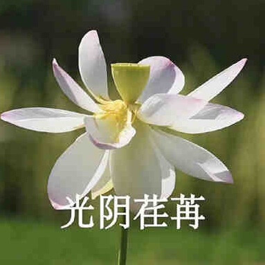 莲花头像