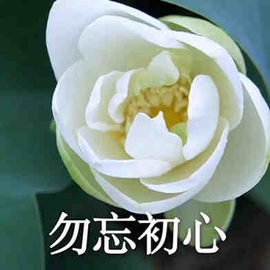 莲花头像