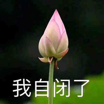 莲花头像