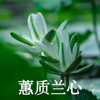 莲花头像