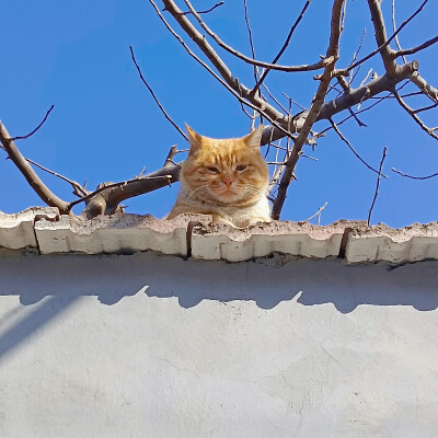 好肥的一只橘猫！