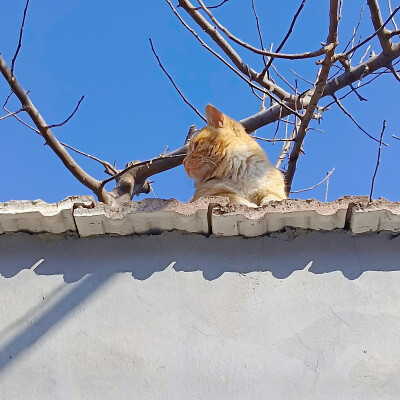 好肥的一只橘猫！