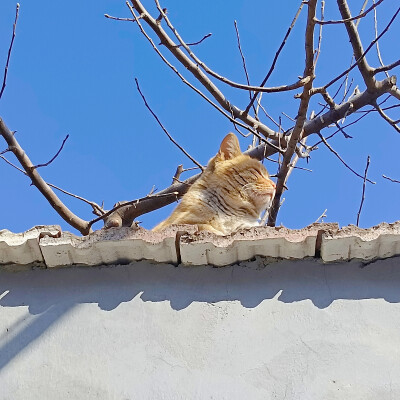 好肥的一只橘猫！