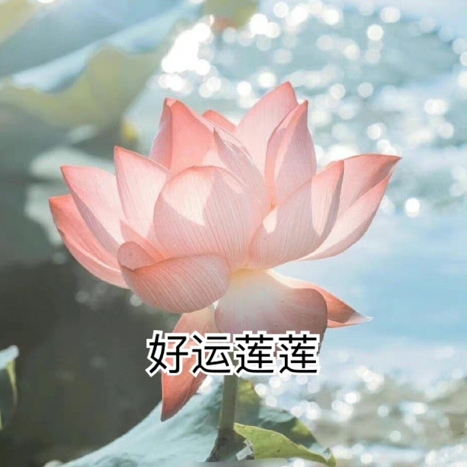 莲花头像