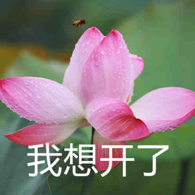 莲花头像