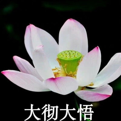 莲花头像