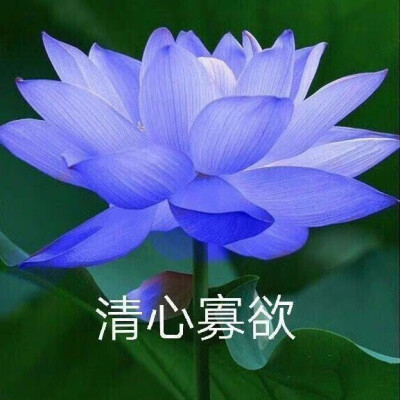 莲花头像