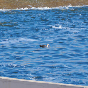 七九河开 八九燕来