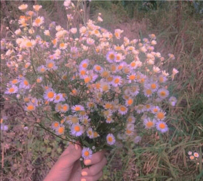 “喜欢花 喜欢海 喜欢日出和日落 浪漫的年纪别活的太无趣”