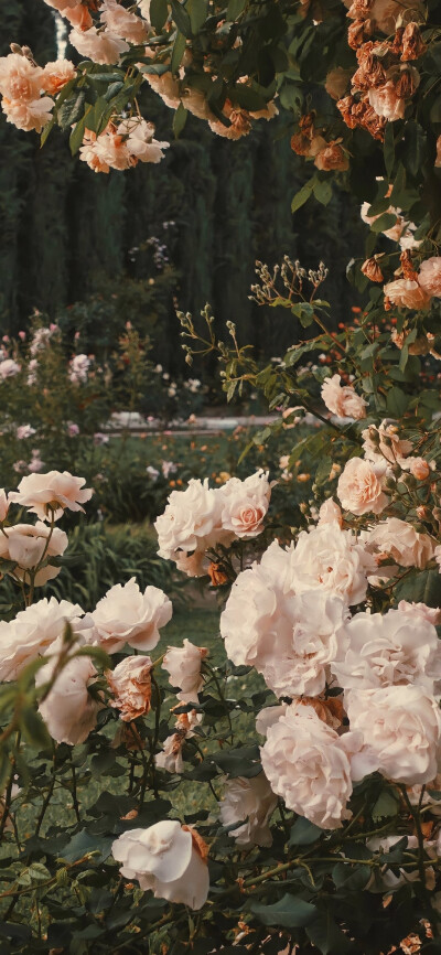 “喜欢花 喜欢海 喜欢日出和日落 浪漫的年纪别活的太无趣”