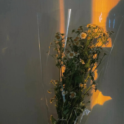 “喜欢花 喜欢海 喜欢日出和日落 浪漫的年纪别活的太无趣”