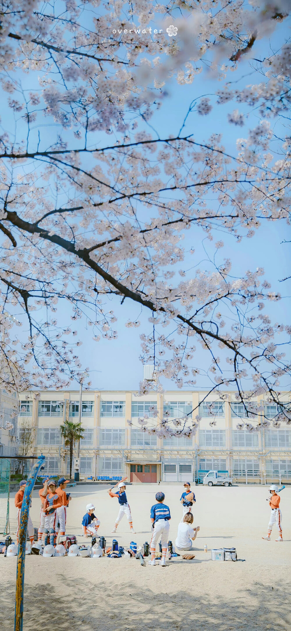 樱花壁纸