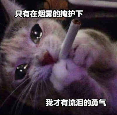 猹
表情包