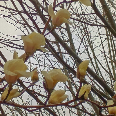 春日限定玉兰花