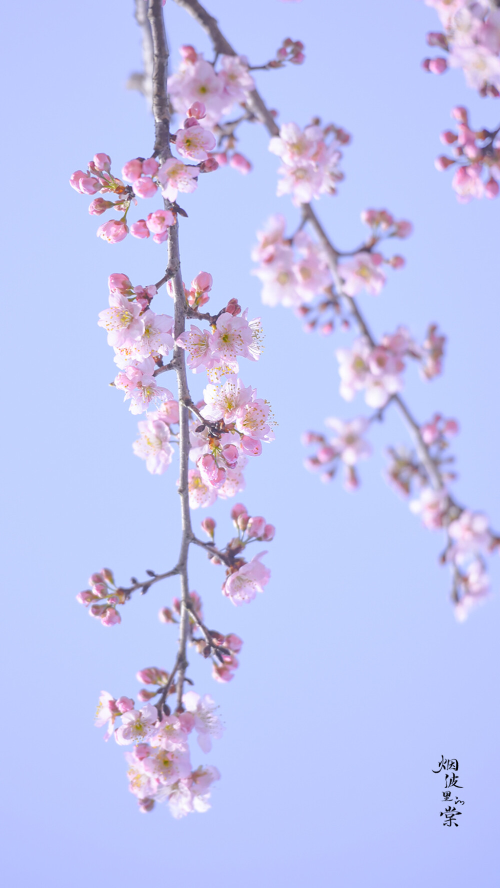 椿寒樱