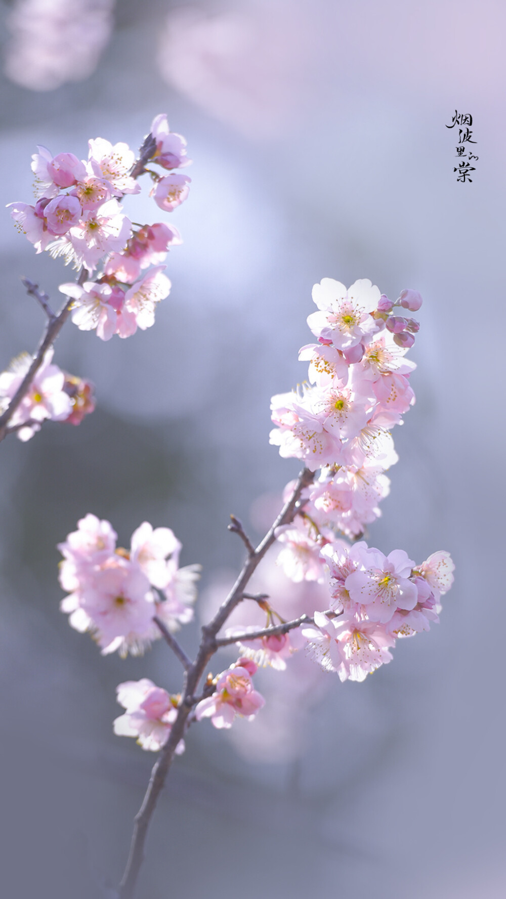 椿寒樱