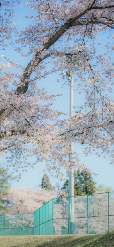 春日温柔花海壁纸