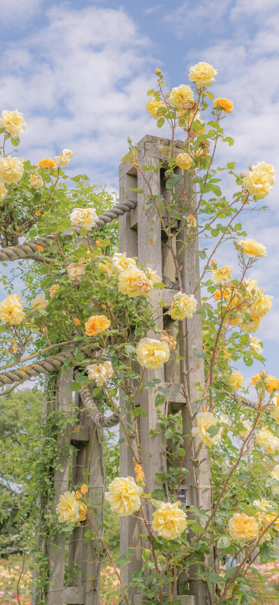 氛围感壁纸｜鲜花总归浪漫