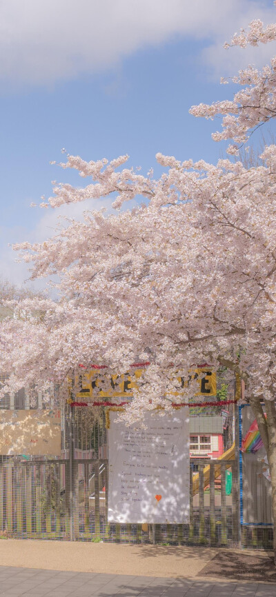 氛围感壁纸｜鲜花总归浪漫