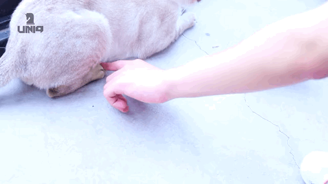 ☀一宝确实蛮喜欢捏爪的～>3<～☀