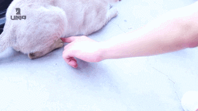 ☀一宝确实蛮喜欢捏爪的～>3<～☀