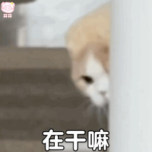 猫咪表情包动图
可爱的表情包